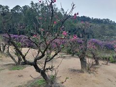 -南国桃园旅游度假区