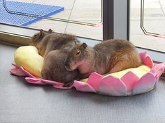 -FAIRYLAND龙族星球主题餐厅(凯丹广场店)