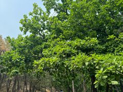 -北京鹫峰国家森林公园