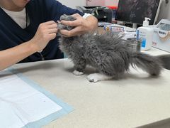 -奈斯宠物医院·核磁CT·异宠专科·内镜(中南店)