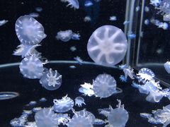 -太平洋海底世界