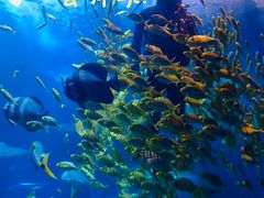 -太平洋海底世界