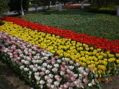 郁金香拼色-上海鲜花港