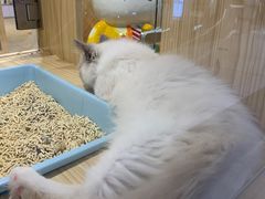 -屋虎猫馆(宝安大仟里店)