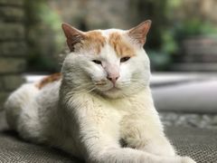 -竹吟山房