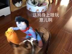 -翊宠yipet猫狗购宠庄园犬舍•猫舍