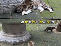 -四门塔风景区