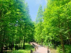 -桤木河湿地公园