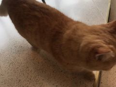 -飞行喵MR PILOT|猫舍·猫咖(静安大融城店)
