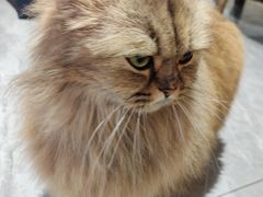 -猫小院猫主题餐厅(南锣旗舰店)