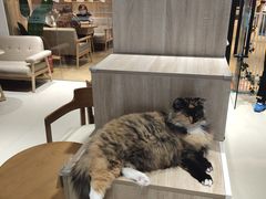 大堂-藏猫猫咖啡主题馆(中央大道店)