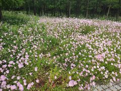 -同里国家湿地公园