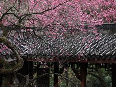 -杭州植物园