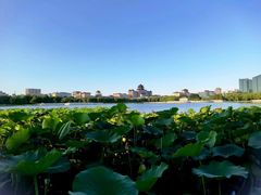 -莲花池公园