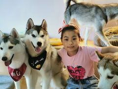 -Husky Go! 哈士奇体验馆·宠物咖啡厅狗咖