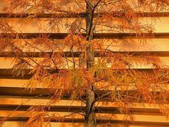 -云溪植物园