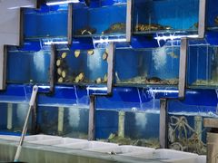 -桔子海鲜烧烤大排档(金沙滩店)
