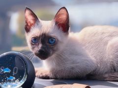 -欣宠猫屋·矮脚拿破仑·蓝金金渐层