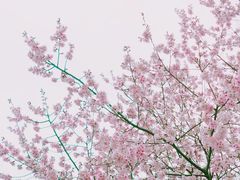 -顾村公园