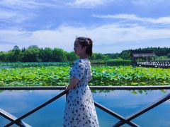 -溱湖国家湿地公园