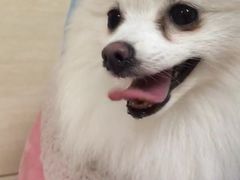 -北京观赏动物医院·24小时大型综合·猫专科·异宠专科