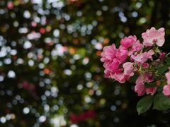 -广富林郊野公园