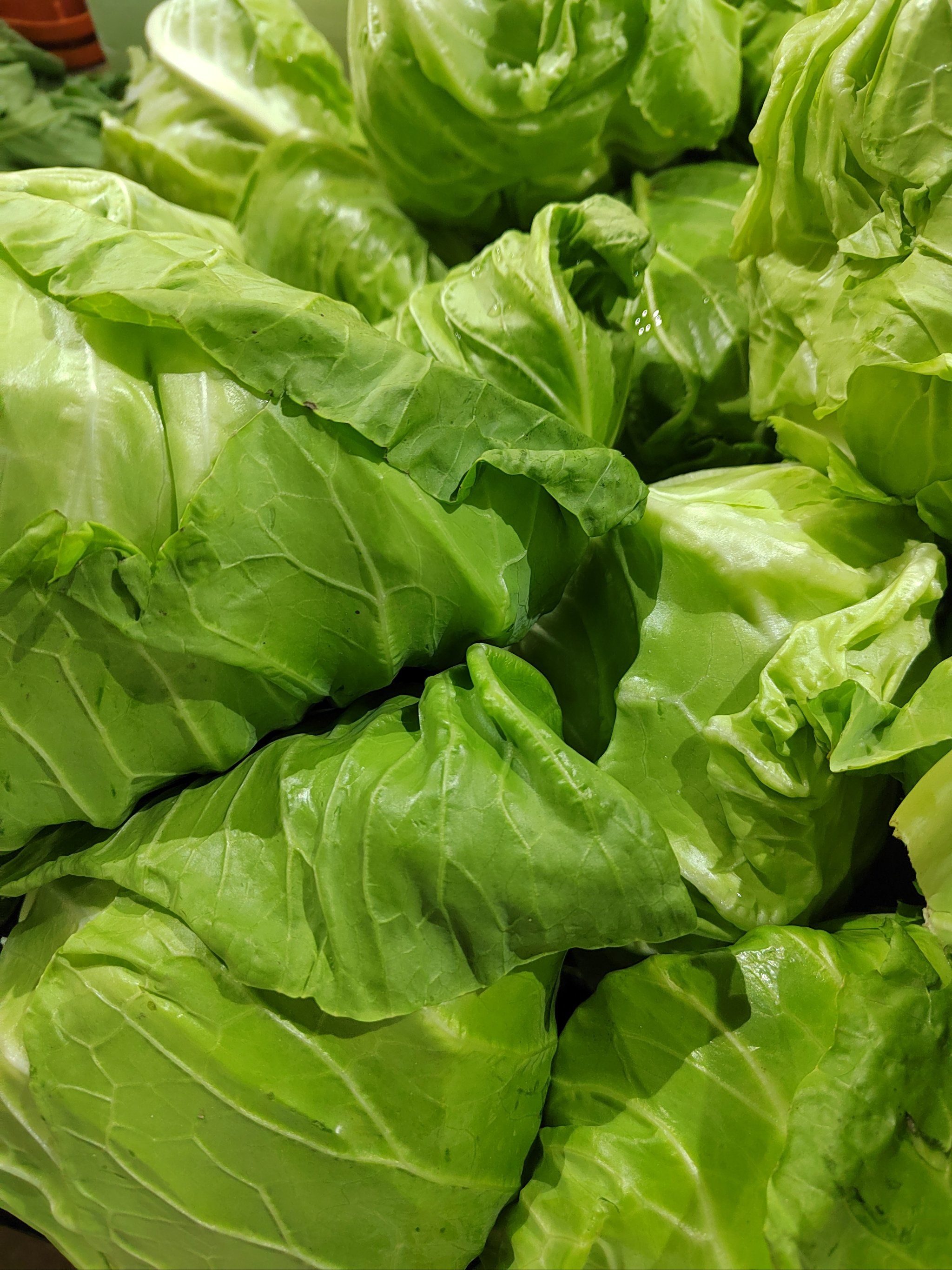 新疆阿拉尔：水培蔬菜助推乡村振兴