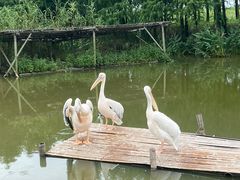 -宁波杭州湾国家湿地公园