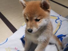 -逗柴咖啡屋·狗咖猫咖宠物桌游