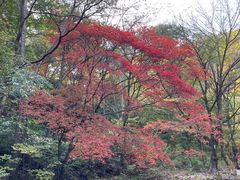 -关门山森林公园