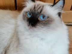 -猫的茶·猫咖