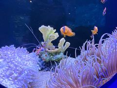 -欢乐海岸海洋奇梦馆