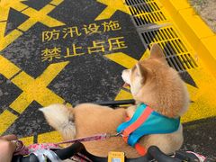 -卖呆儿咖啡(望京店)