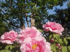 -国家植物园南园