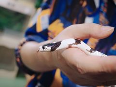 -藦茜花园宠物主题亲子互动体验馆(国顺东路店)