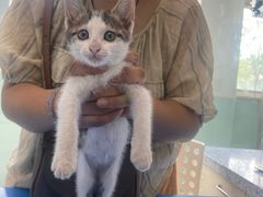 -瑞派申生动物医院·24H夜诊·国际动物医疗中心·骨外科(吴中路店)