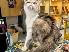 -平行世界·猫咖(首经贸店)