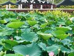 -长洲岛