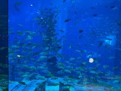 -亚特兰蒂斯•OSSIANO奥西亚诺海底餐厅