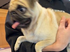 -帕帕拉兹宠物(亚洲旗舰店)