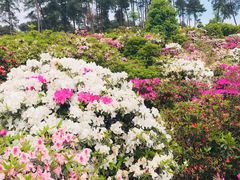 -南山植物园