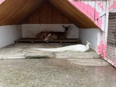 -J Create城市露营咖啡·简餐·宠物(上海动物园店)