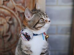 -喵屿·大理花园猫咖