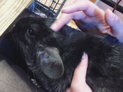 -藦茜花园宠物主题亲子互动体验馆(国顺东路店)