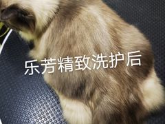 -汪小喵宠物·戴维斯乐芳希施宠馨宝皮毛调理洗护店