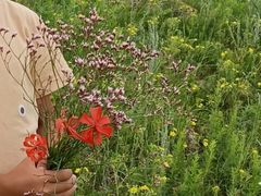 -塞罕坝国家级自然保护区