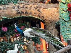 -西双版纳原始森林公园