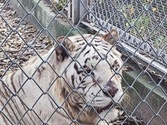 -合肥野生动物园