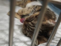 -艾吉宠物医院·疑难杂症转诊中心·猫友好(碧江路院)