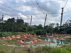 -新加坡飞禽公园